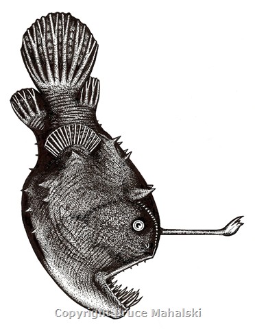 020 - Angler Fish (Himantolophus groenlandicus)